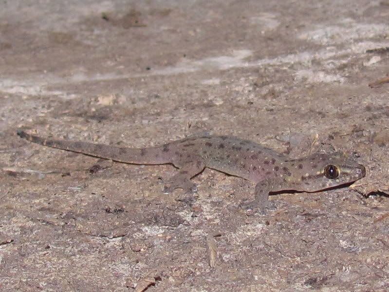 Herping Reptiles And Amphibians Of Bangkok Herping Reptiles And Amphibians Of Bangkok