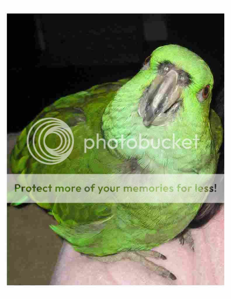 Yellow-naped Amazon Parrot Laura