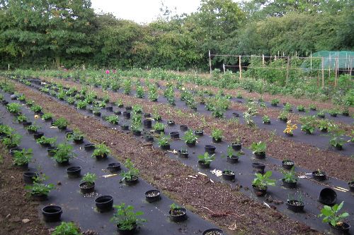 Dahlia%20beds%2002_zpsdq2oyv3l.jpg