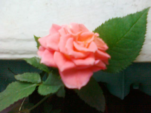 rose