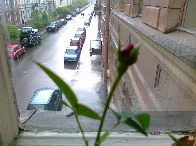 rose