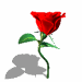 dancing rose photo: Dancing Rose Rose-02-june.gif